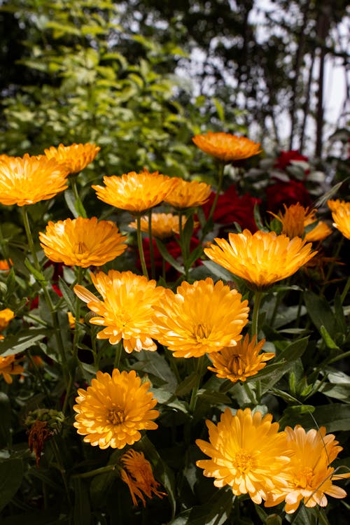 Close-up of Marigold Flowers and Roses in the Background 