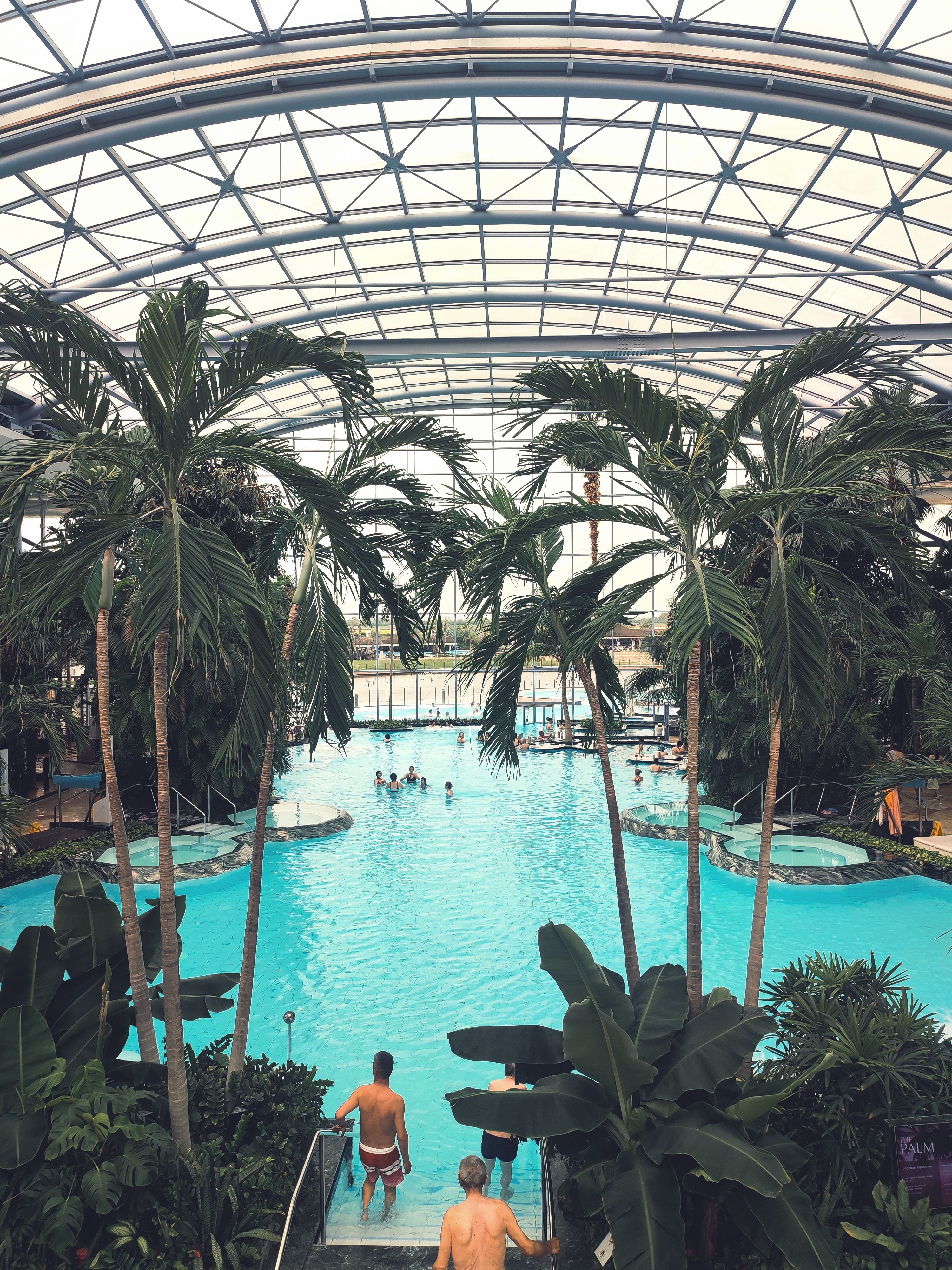 Palm Trees in Indoors Swimming Pool · Free Stock Photo