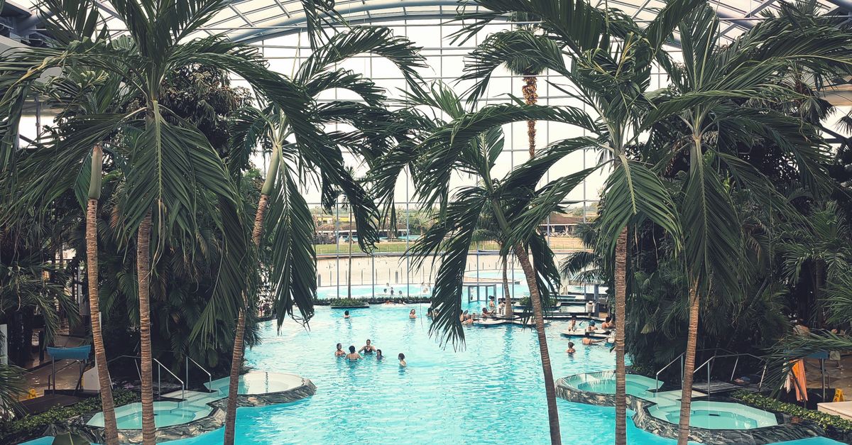 Palm Trees in Indoors Swimming Pool · Free Stock Photo