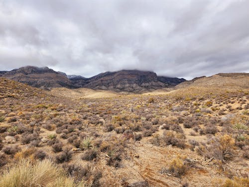 Desert Landscape with Rocks in the Background