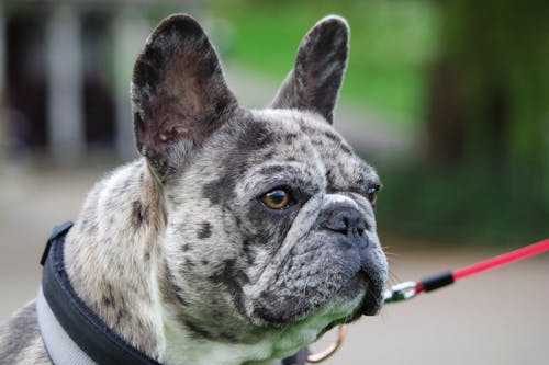 Fotos de stock gratuitas de animal, bulldog, cabeza