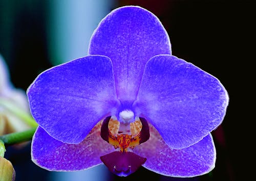 Gratis arkivbilde med blomst, nærbilde, orkidé