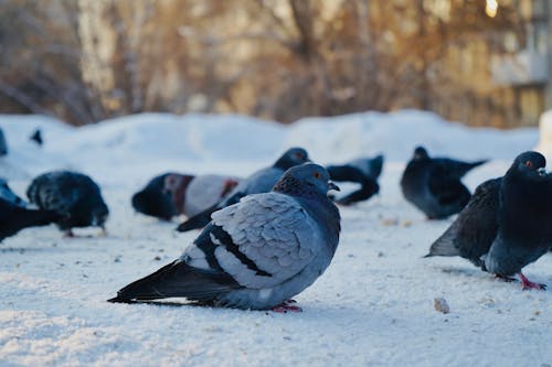 Close-up of Pigeons in Winter 