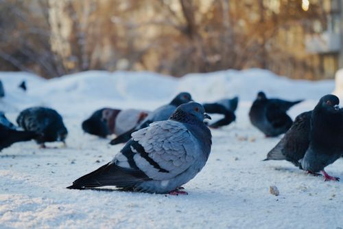 Free A flock of pigeons gathered on snow, showcasing their feathers in a winter scene. Stock Photo