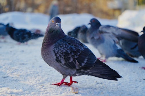 Foto d'estoc gratuïta de animals, caminant, coloms