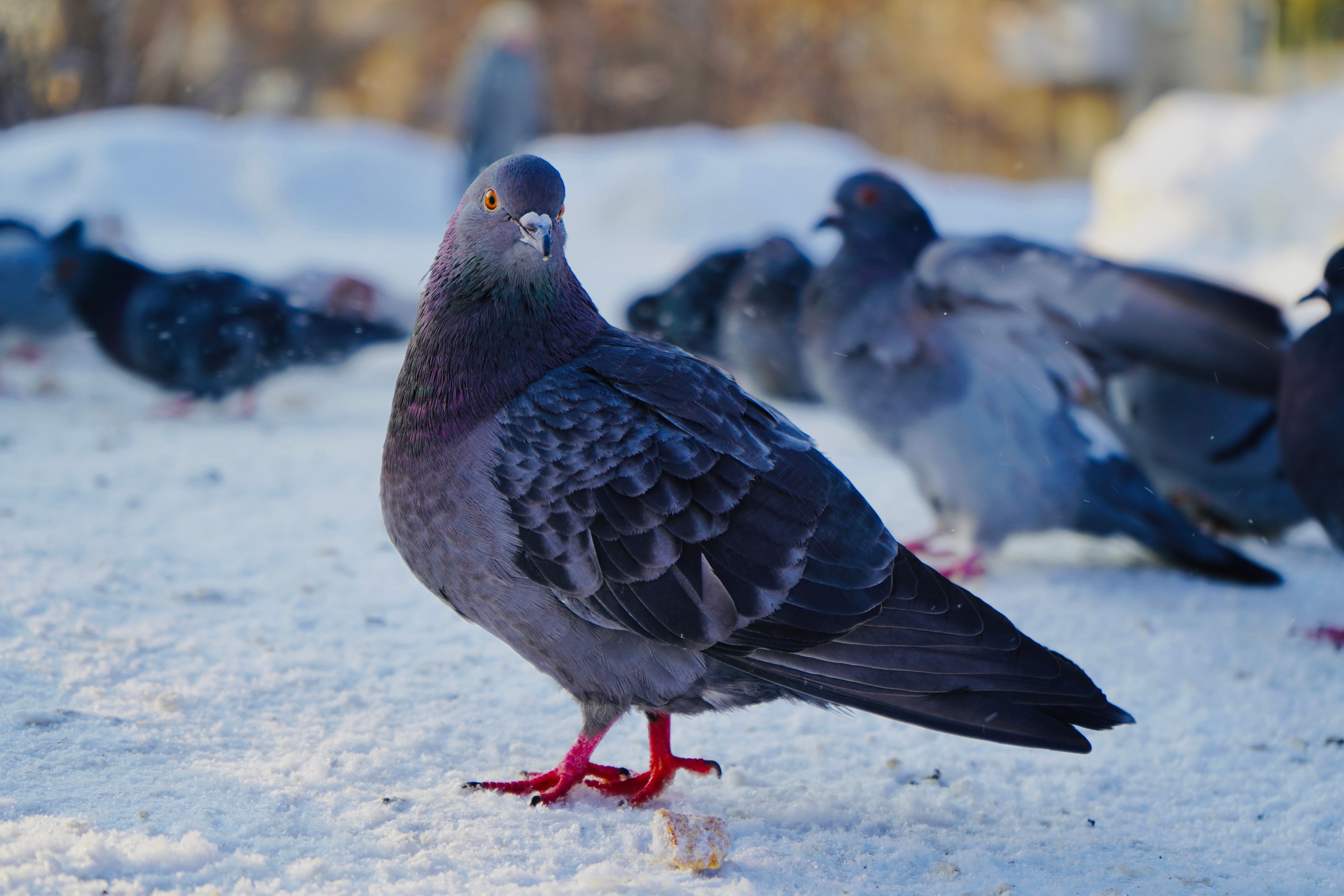 Racing Pigeons Photos, Download The BEST Free Racing Pigeons Stock ...