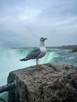 A seagull stands on a rock with Niagara Falls waterfall in the background, showcasing nature's beauty.