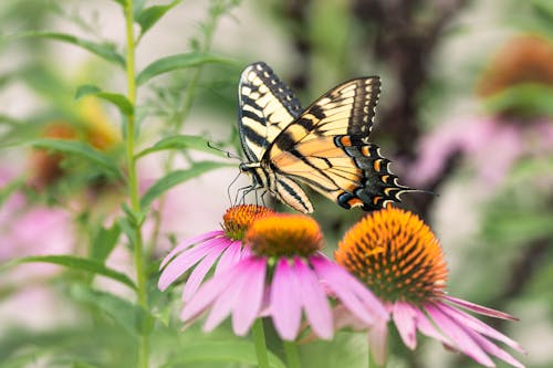 Çiçekler, Desen, doğu kaplan swallowtail içeren Ücretsiz stok fotoğraf