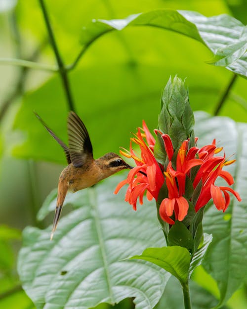 Close up of Hummingbird near Flower