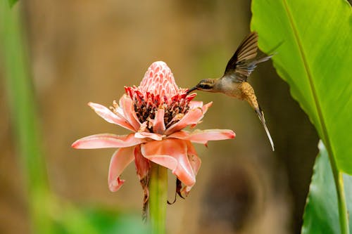 Foto profissional grátis de animal, ave, beija-flor