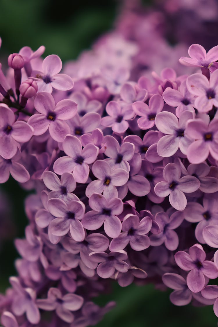 Close Up Of Purple Flowers