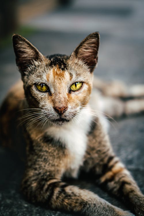 Close-up of a Lying Cat 