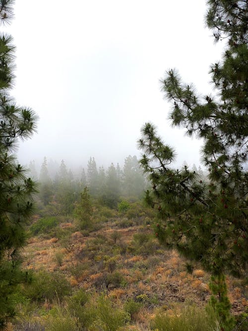 A Field between Coniferous Trees in Fog