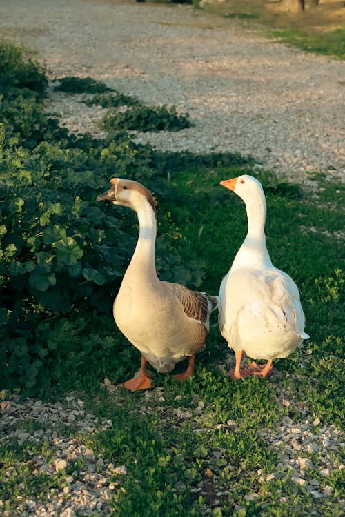 Two Geese on the Grass