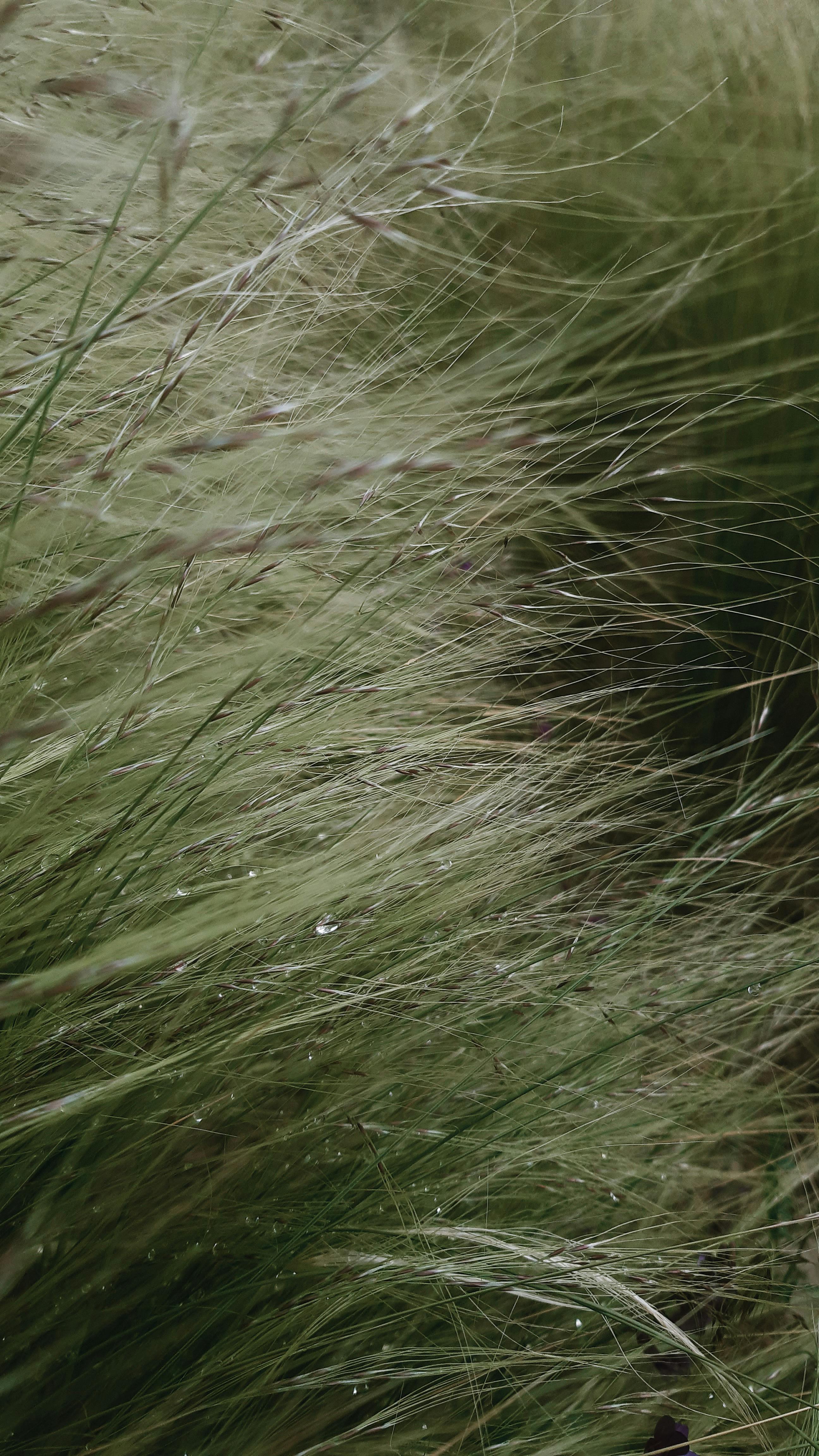 Gentle dewdrops on blades of green grass in a serene outdoor setting in İstanbul, Türkiye.