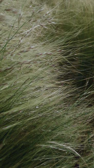 Gentle dewdrops on blades of green grass in a serene outdoor setting in İstanbul, Türkiye.