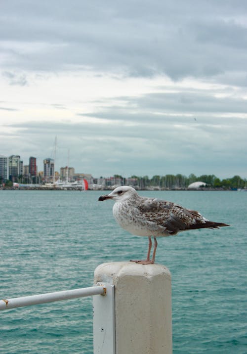 Seagull on Post near Water