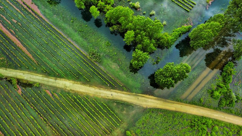 Green fields cut through by a single dirt road — photo by Sasa Peterkovic on Pexels
