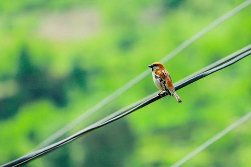 Sparrow Perching on Wires