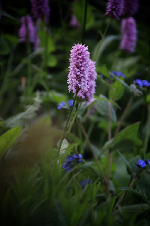 Foto d'estoc gratuïta de enfocament selectiu, flors, fons de pantalla per al mòbil