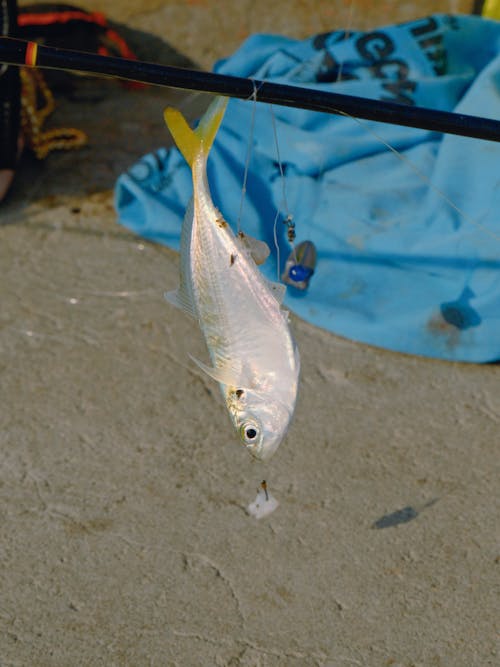 Základová fotografie zdarma na téma detail, ryba, rybaření