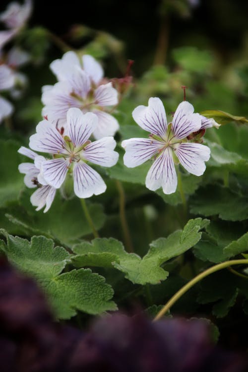 Foto profissional grátis de branco, flores, foco seletivo