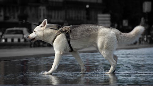 A Husky on the Leash Walking through a Puddle 