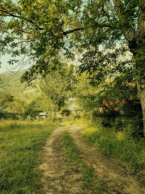 Trees by Dirt Road in Countryside