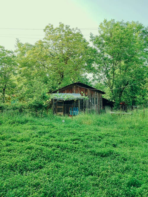 Trees around Wooden House