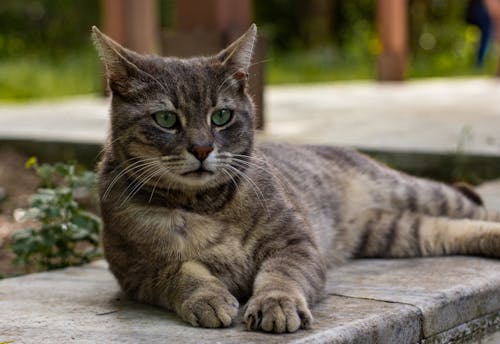 Free Cat Lying Down Stock Photo