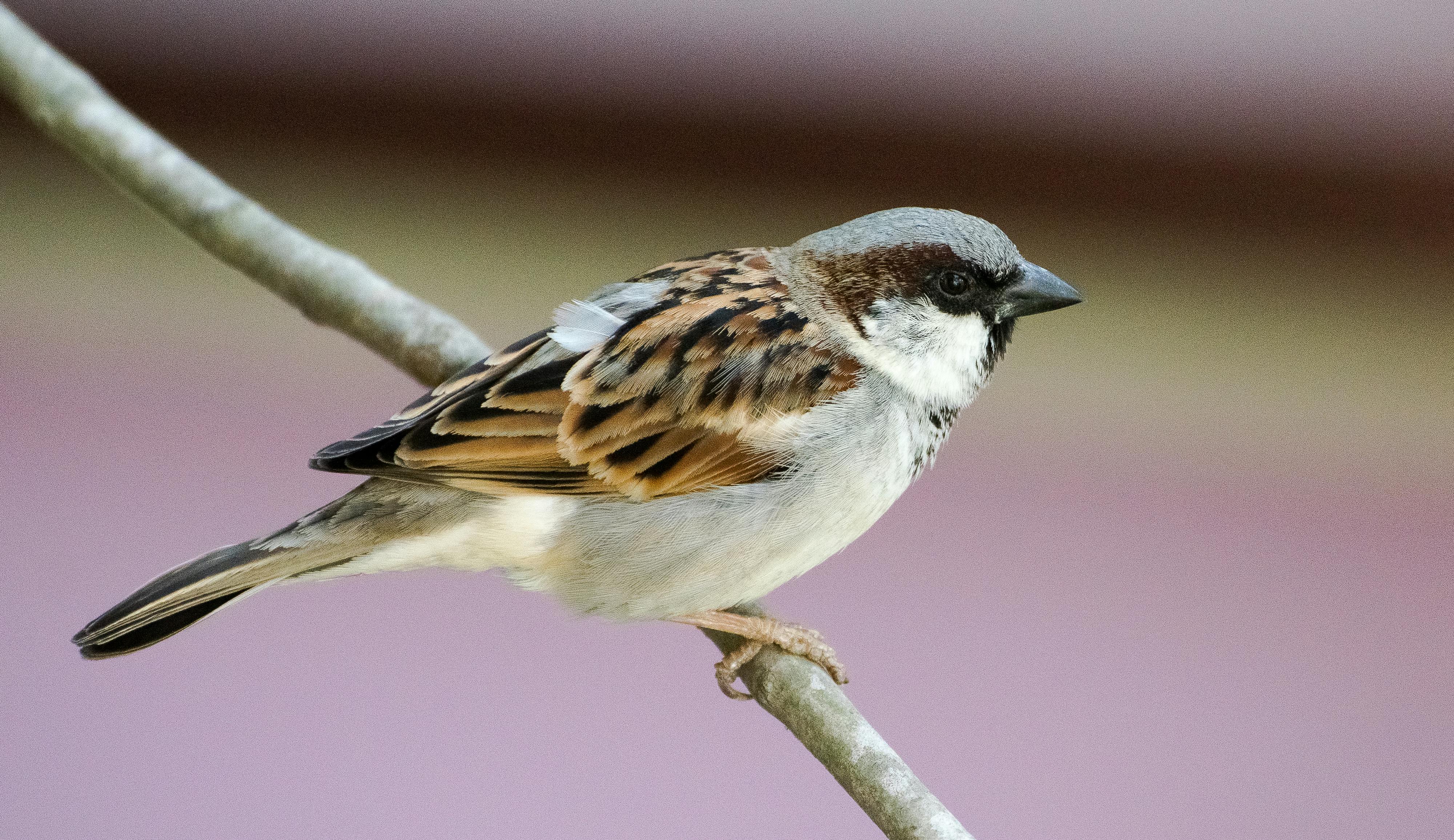 Foto Stok Gratis Tentang Alam Burung Gereja