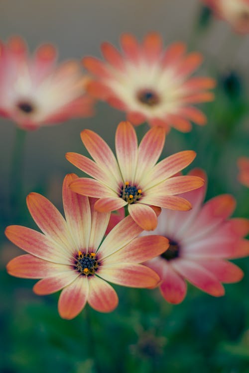 Foto d'estoc gratuïta de enfocament selectiu, flors, fons de pantalla per al mòbil