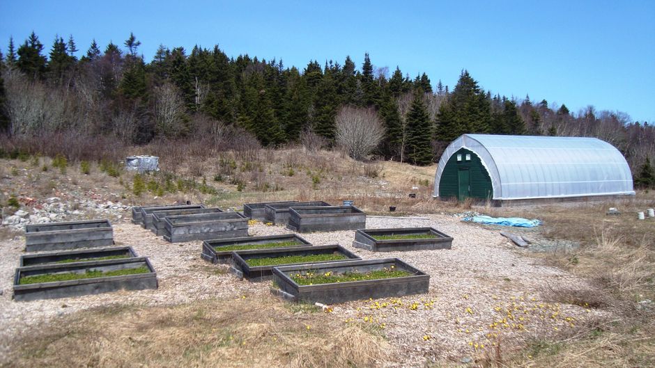 Ottawa Gardeners: Try Succession Planting for Fresh Veggies All Season