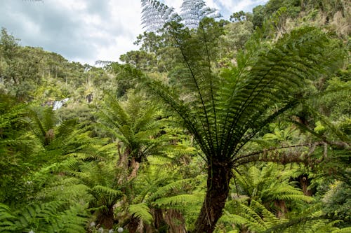 Free Tropical Trees in a Rainforest  Stock Photo