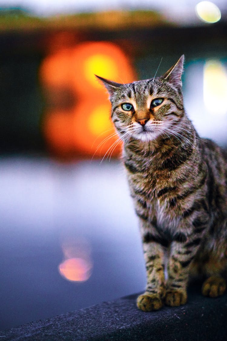 Cat Sitting By The Water 