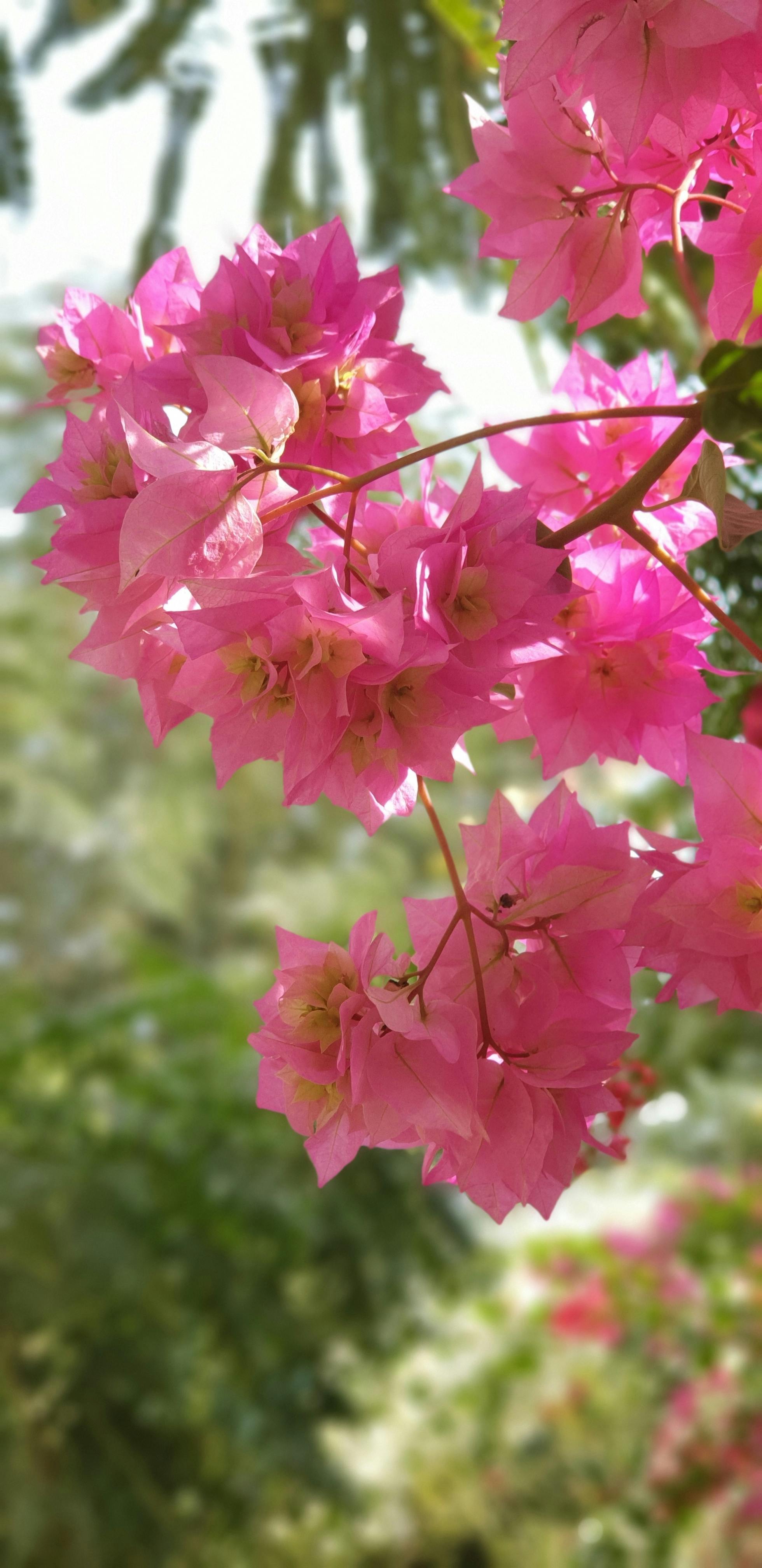 Imagine De Stoc Gratuită Cu Blur Flori Desktop Floare