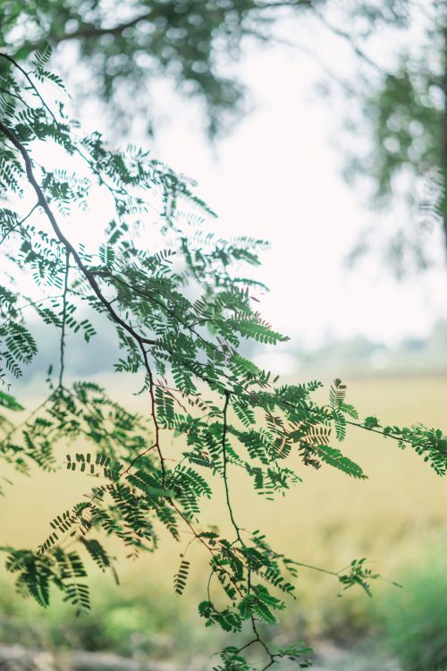 Free A tranquil scene of lush green branches in a natural outdoor setting, evoking peace. Stock Photo