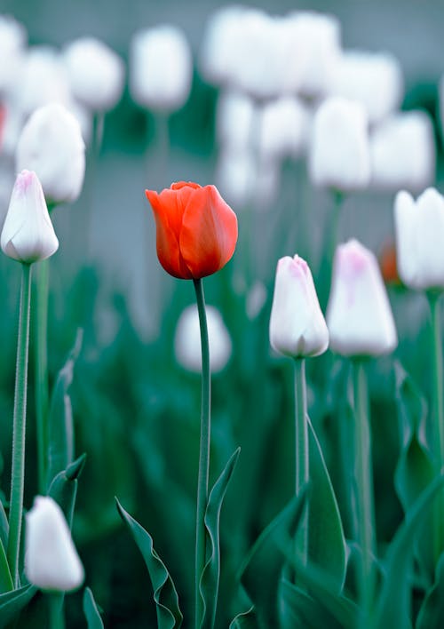 Free Close-up of a One Red Tulip between White Ones  Stock Photo