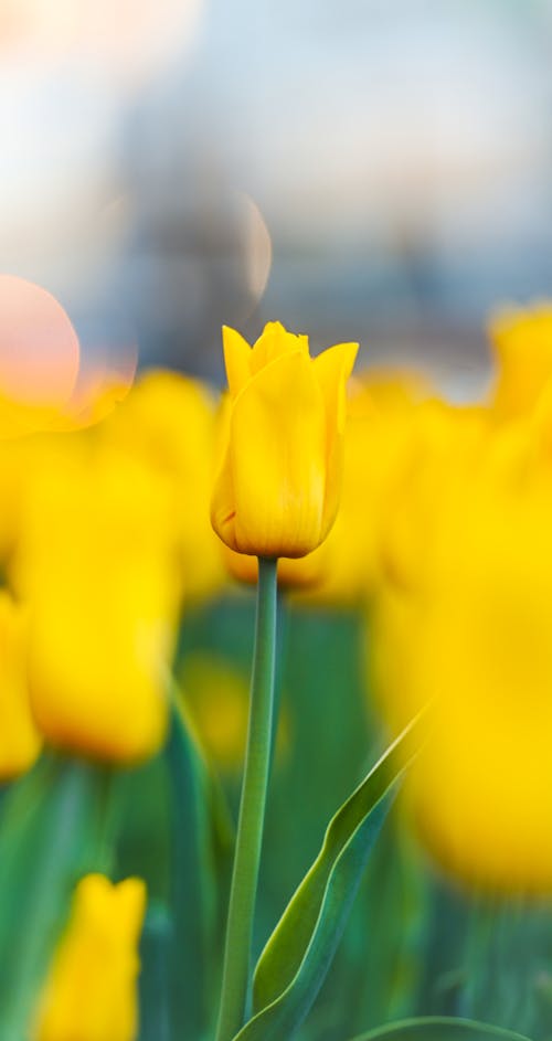 คลังภาพถ่ายฟรี ของ การเจริญเติบโต, กำลังบาน, ดอกทิวลิปสีเหลือง