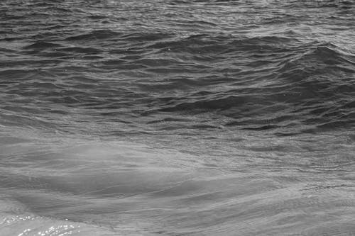 Kostnadsfri bild av grå, hav, svartvit