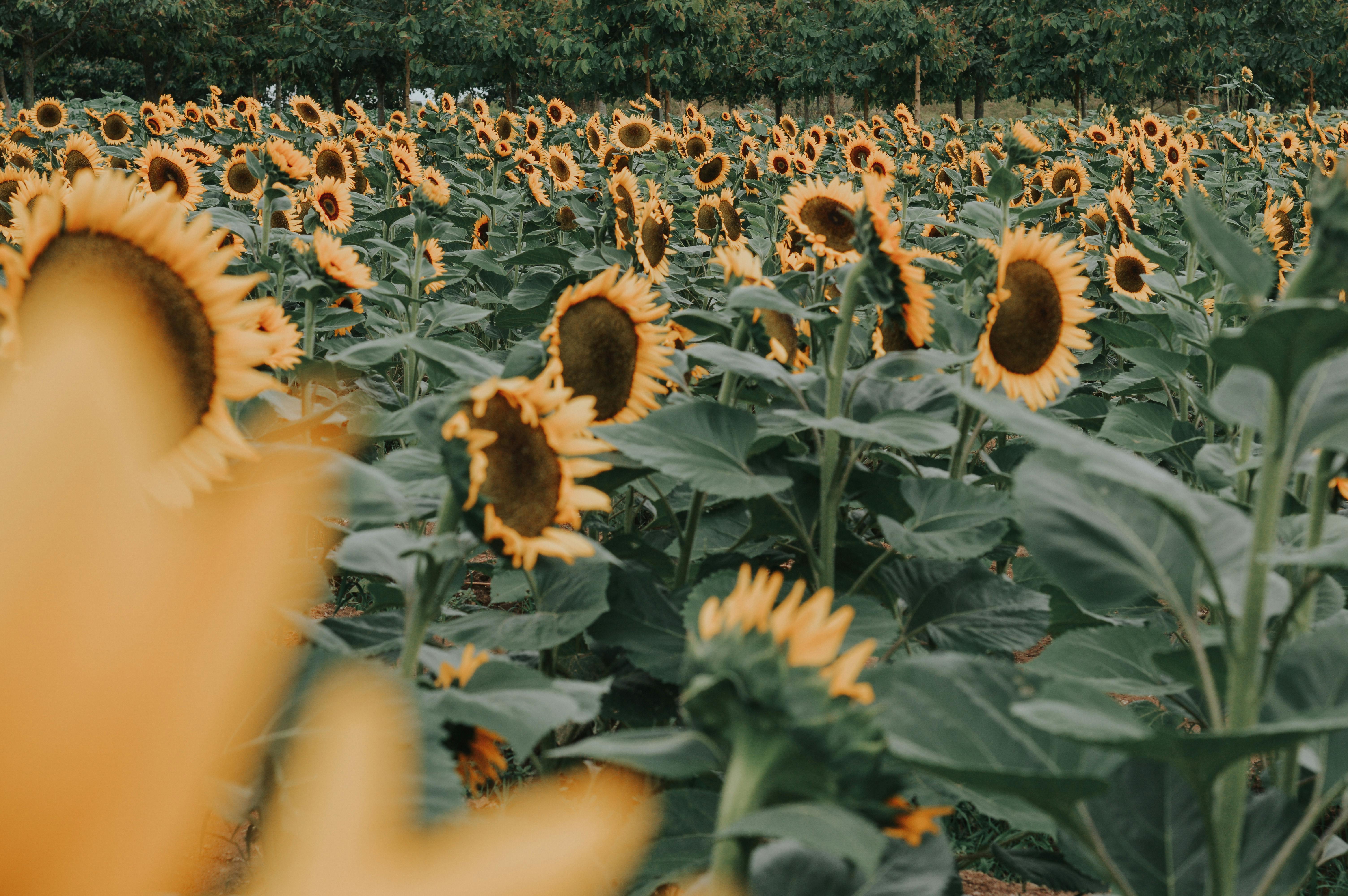 A vast field of blooming sunflowers under the summer sun, depicting agricultural abundance.