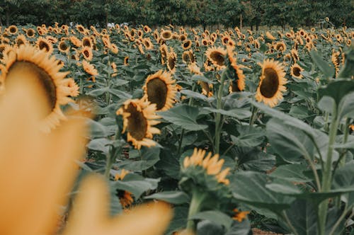 Foto stok gratis agrikultura, bidang, bunga matahari