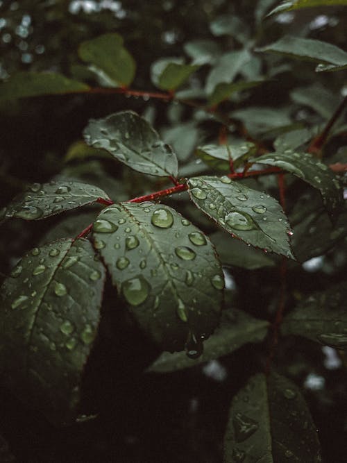 Raindrops on Green Leaves