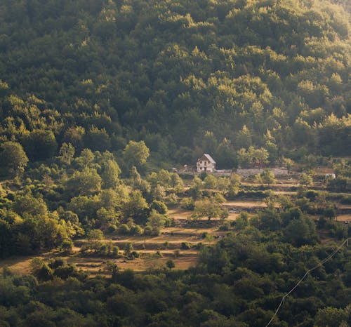 Green Trees in Countryside