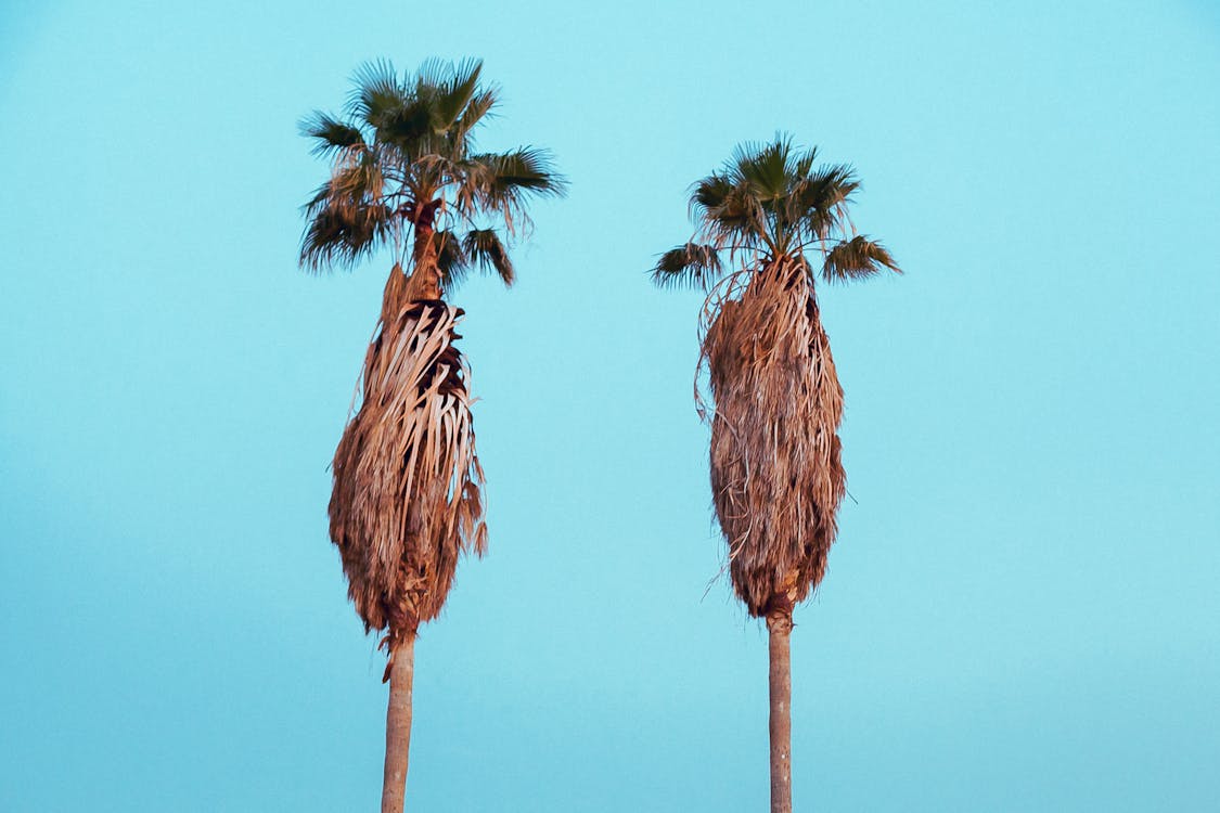 Two Palm Trees