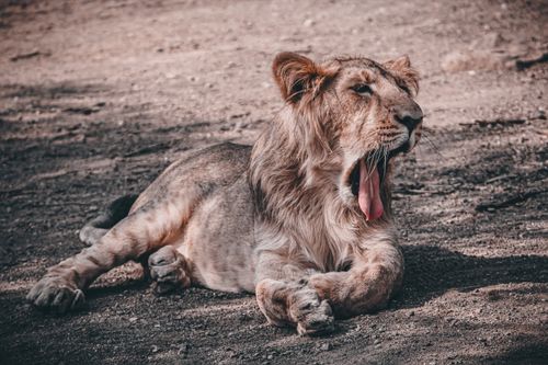 Free Capture of a young lion yawning in the wilderness of Amreli, India. Stock Photo