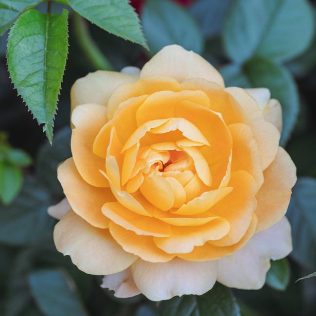 Fotomural Primer plano de una vibrante rosa naranja en plena floración que muestra la belleza de la naturaleza.