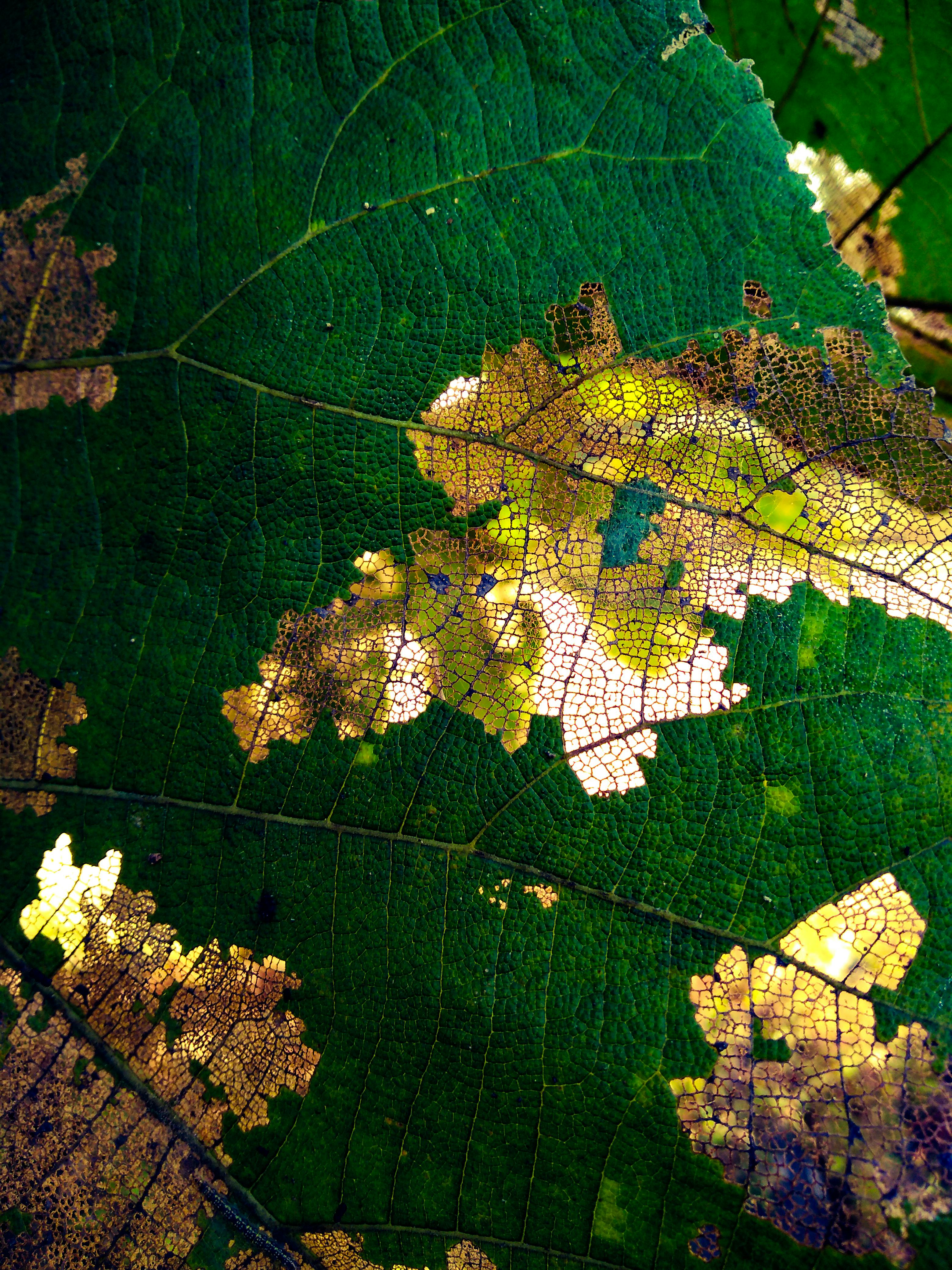 绿叶的特写镜头，呈现出复杂的黄棕色图案，展现了自然的腐烂过程