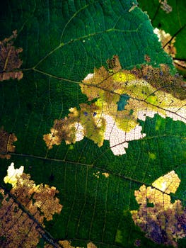 绿叶的特写镜头，呈现出复杂的黄棕色图案，展现了自然的腐烂过程