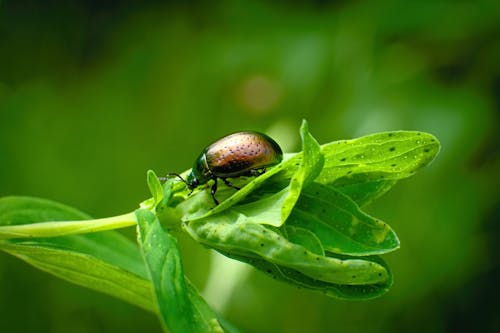 Beetle on Leaves